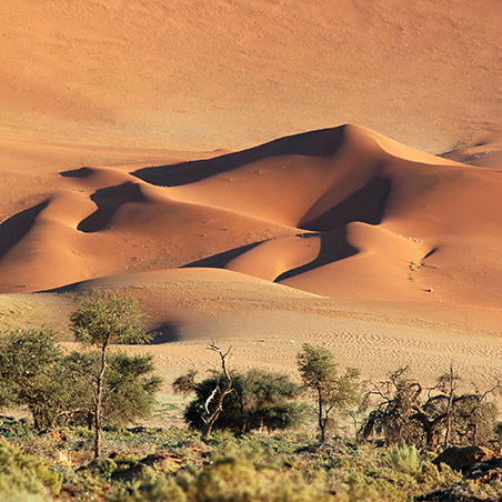 Infinite Horizons Safaris